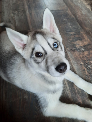 Étalon Siberian Husky - Artik Flash De la passion Nordique