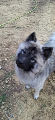 Étalon Eurasier - Viking Teq'junior dit " LIVAÏ " Du Royaume D'ebène