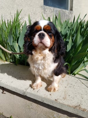 Étalon Cavalier King Charles Spaniel - Tya Du Royaume D'hocus Pocus
