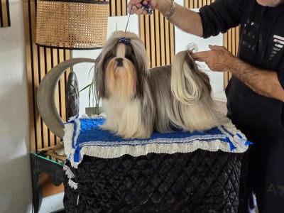 Étalon Shih Tzu - Une etoile est née de la magie de lys