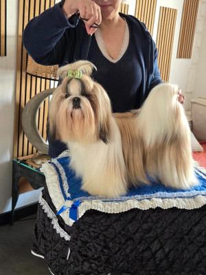 Étalon Shih Tzu - Verona golden fish
