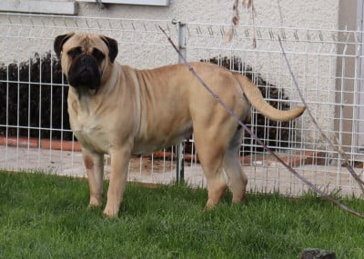 Étalon Bullmastiff - Victoria Des Falaises Ardentes