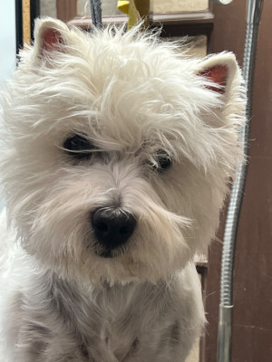 Étalon West Highland White Terrier - Dream Shiva Joeberger