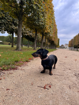 Étalon Teckel poil ras - TONKA (Sans Affixe)