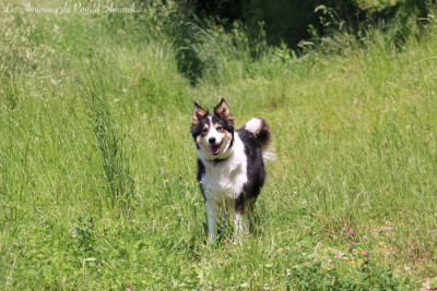 Étalon Border Collie - Origine amarok in the name of love
