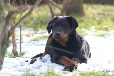 Étalon Berger de Beauce - Adams de Genevayse