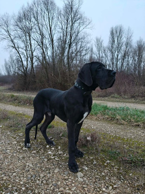 Étalon Dogue allemand - Addict De La Plaine Jurassienne