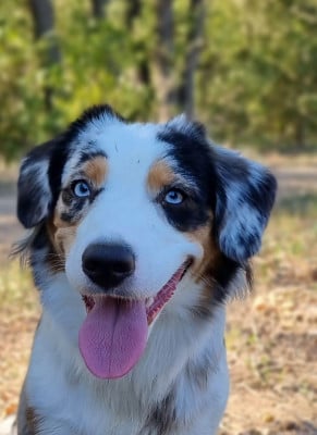 Étalon Berger Américain Miniature - VLA LA VALSE D IRIS The Wolf In The Valley