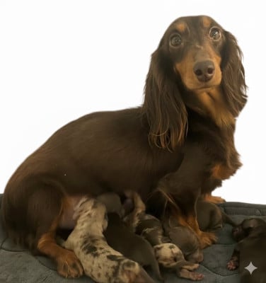 Étalon Teckel poil long - Sylvie meis Myagkiy Luch