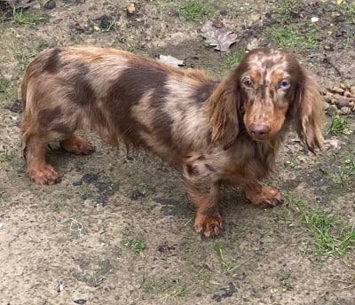 Étalon Teckel poil long - Tadeo Littl Fut