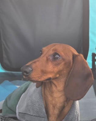 Étalon Teckel - Versaille de ker ki douar