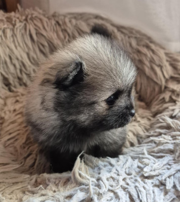 Étalon Spitz allemand - Arda Celtic Legend De Chantrsarre