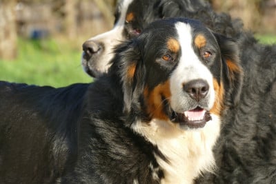 Étalon Bouvier Bernois - Ventouse Des Terres De Pag