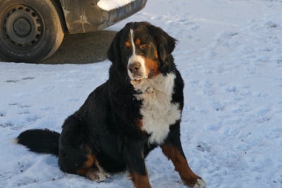 Étalon Bouvier Bernois - Vanille fraise Des Terres De Pag