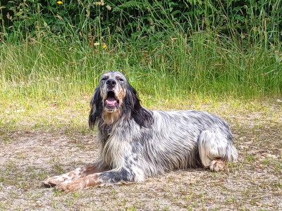 Étalon Setter Anglais - VOGLIA du champ de la patience