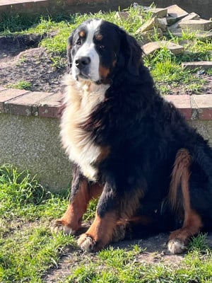 Étalon Bouvier Bernois - Vingt mille volt du royaume des reves