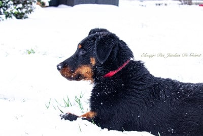 Étalon Berger de Beauce - Addicted to you des Jardins de Granit