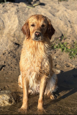 Étalon Golden Retriever - Tikki De Miel et d'Or