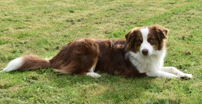 Étalon Berger Américain Miniature - Very Pretty Voice du Temple d'Akhâra