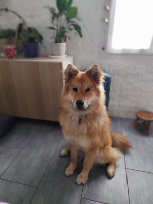 Étalon Eurasier - VIENTIANE Du Val De La Fenouillere