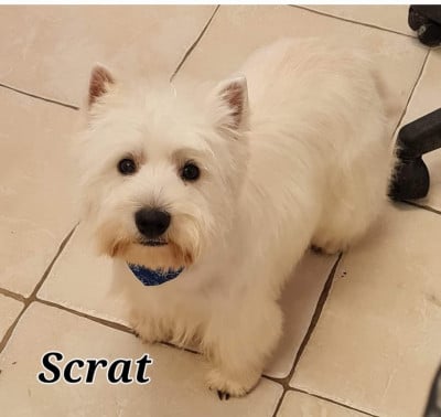Étalon West Highland White Terrier - SCRAT du Clos Lachrico