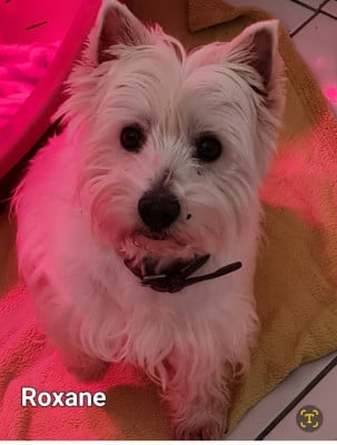 Étalon West Highland White Terrier - ROXANE du Clos Lachrico
