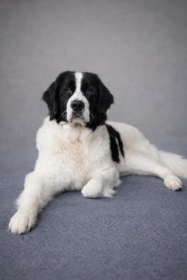 Étalon Landseer type continental europeen - CH. VODKA De La Lande De Montecouplet