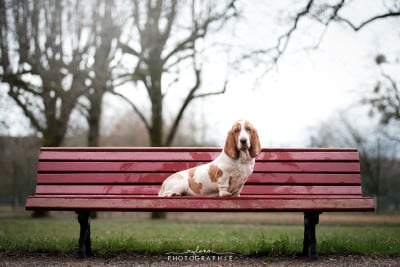 Étalon Basset Hound - Ulyana Of Eternal Prestige