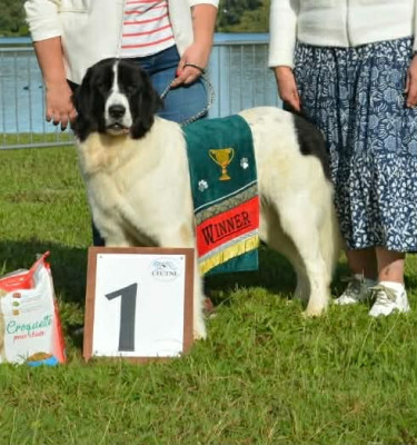 Étalon Landseer type continental europeen - FRIDA BARBA DI BATELINA