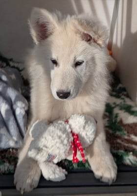 Étalon Berger Blanc Suisse - ATOUT , (dit ARCHIBALD) de l'Aube des Hortensias