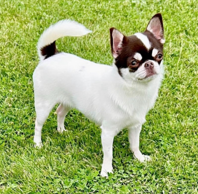 Étalon Chihuahua - lolita tihvinskaya kroha