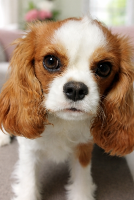 Étalon Cavalier King Charles Spaniel - Am Stram Gram Du clos kemorick