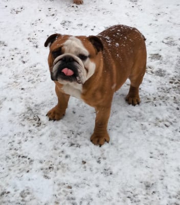 Étalon Bulldog Anglais - Venom De L'Esprit Céleste