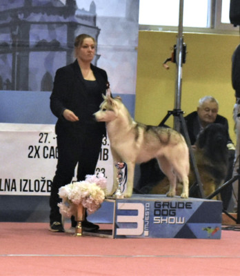 Étalon Siberian Husky - Secret Paradise du chalet des edelweiss
