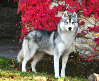 Étalon Siberian Husky - Volt King King Sky Of Devon