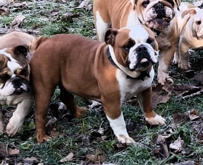 Étalon Bulldog Anglais - Viktoria Des Bullys D'Audani Villa