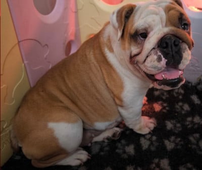 Étalon Bulldog Anglais - Ursule Des Bullys D'Audani Villa