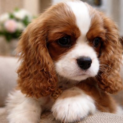 Étalon Cavalier King Charles Spaniel - ACAJOU Du clos kemorick