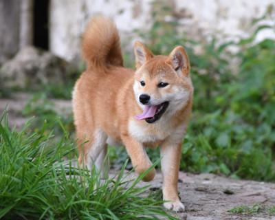 Étalon Shiba - Akiko De La Folle Emprise