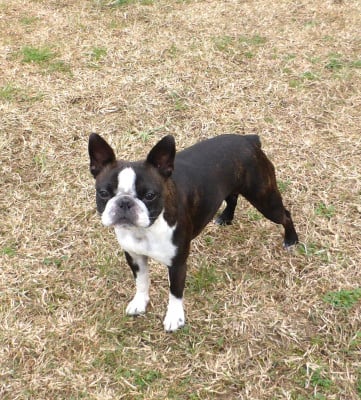 Étalon Boston Terrier - VOLUSIA Born in Aulero