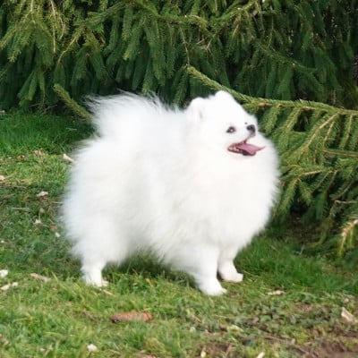 Étalon Spitz allemand - V O D'Arlande