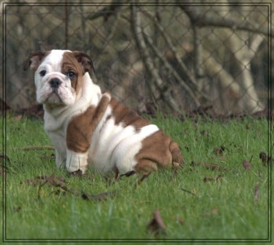 Étalon Bulldog Anglais - ATOMIK BOMB AS De la Cour des Molosses