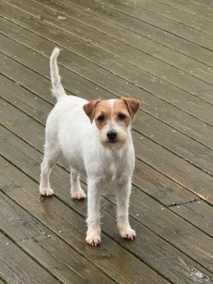 CH. UNIQUE De La Grange Du Moulin