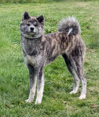 Étalon Akita - Chifumi Imperial Sun