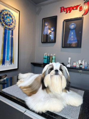 Étalon Shih Tzu - br pepper's Talk T'Boss