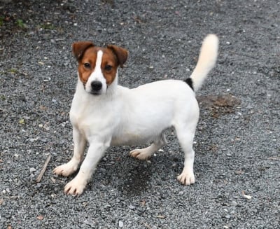 Étalon Jack Russell Terrier - Valdo du pont du riot d'Esnes