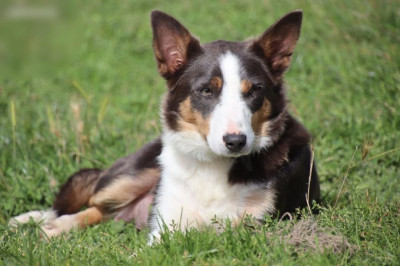 Étalon Border Collie - U'Zelda (Sans Affixe)