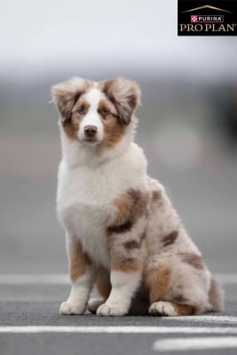 Étalon Berger Australien - ANSE DE LA PERLE des Caps et Marais d'Opale