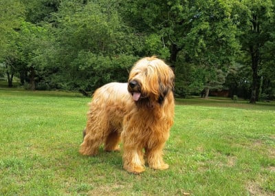Étalon Berger de Brie - Valten Du clos de la croix de fer