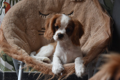 Étalon Cavalier King Charles Spaniel - amour D'Ez Mortes Terres